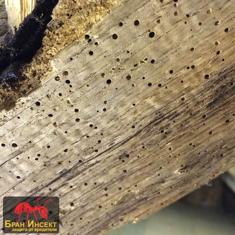 Съвети как да се справим с дървоядите! - Бран Инсект